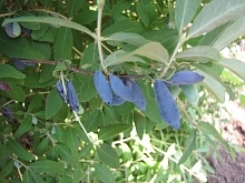 Жимолость съедобная 'Васюганская'