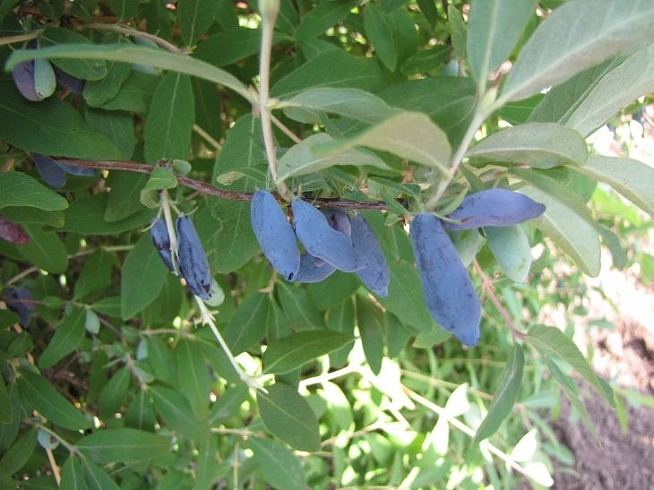 Жимолость съедобная 'Васюганская'