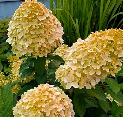 Гортензия метельчатая 'Коттон Крем'