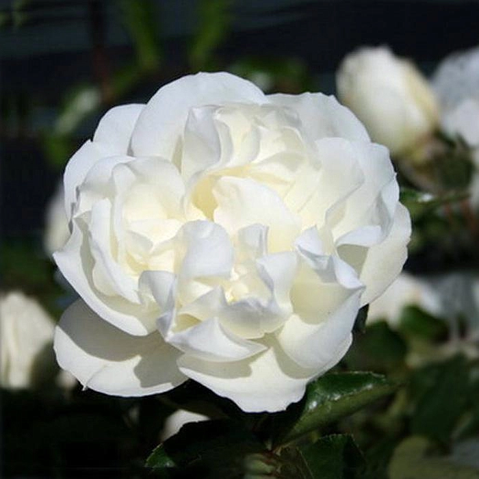 Роза Блан Мейяндекор (Blanc Meillandecor)