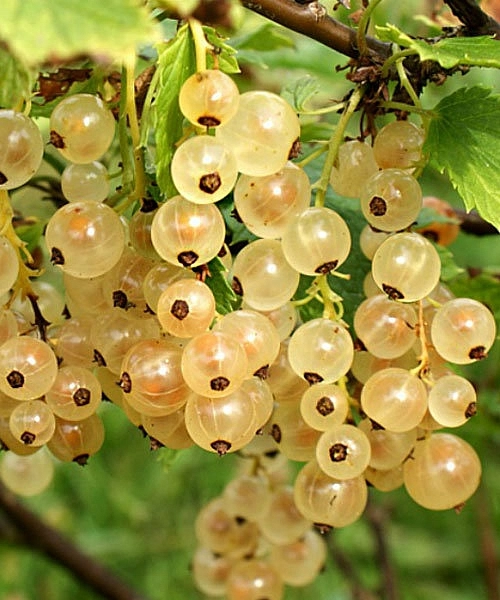 Смородина белая 'Императорская желтая'