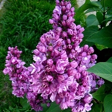 Сирень обыкновенная 'Мишель Бюхнер' (фиолетово - розовая)