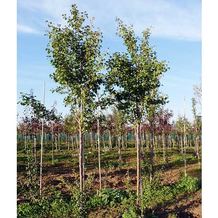 Боярышник однопестичный