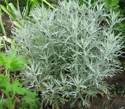 Полынь Людовика