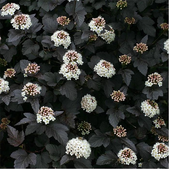 Пузыреплодник калинолистный 'Диаболо'