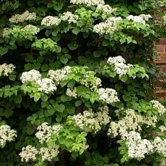 Гортензия черешковая (вьющаяся)