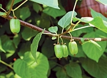 Актинидия Коломикта 'Изобильная'