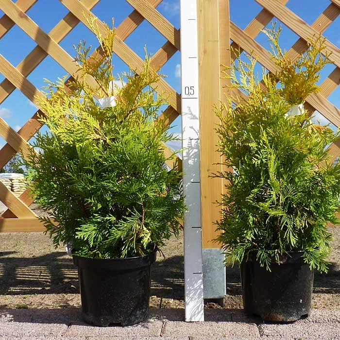 Туя западная 'Санкист'