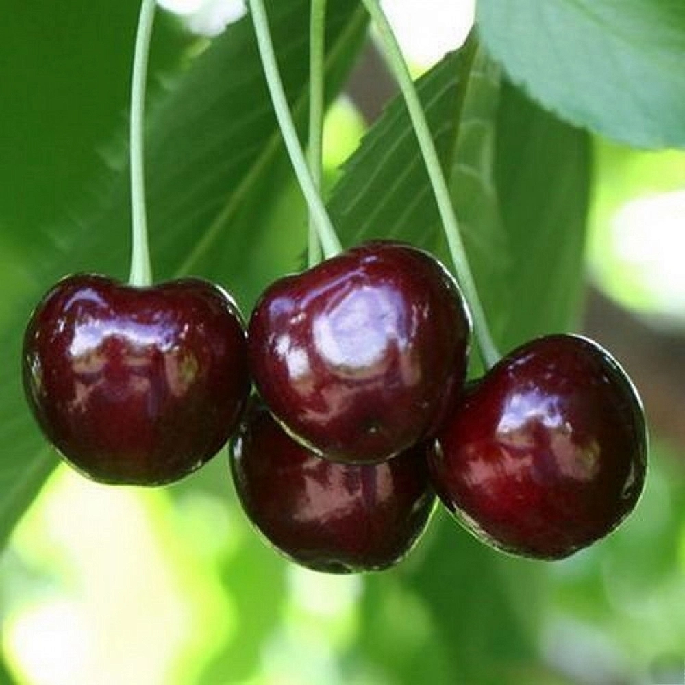 Черешня 'Ленинградская ранняя'