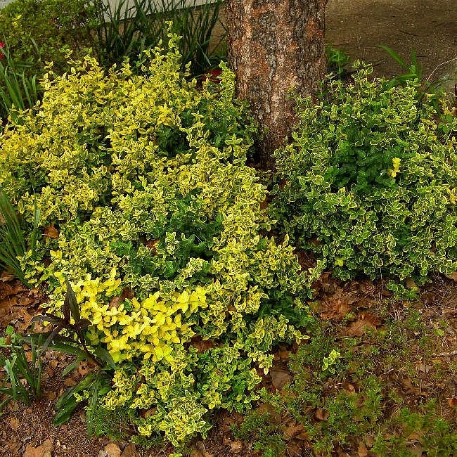 Бересклет Форчуна 'Эмеральд Голд'