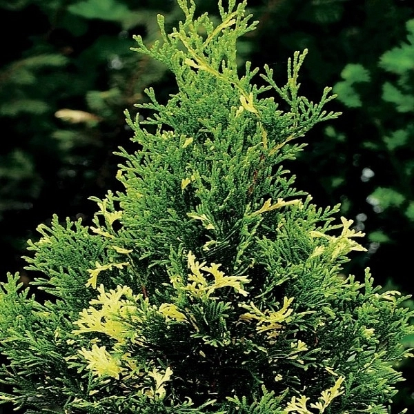 Туя западная 'Вайт Смарагд'