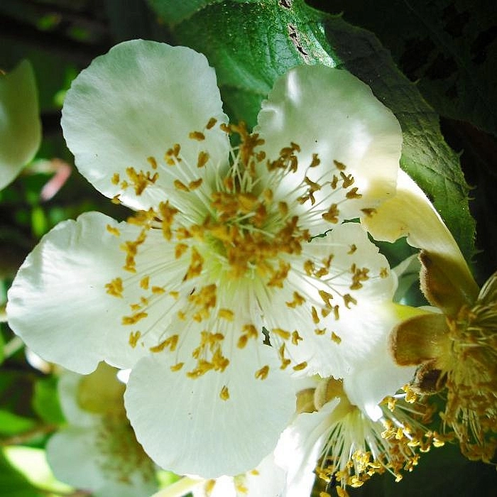 Актинидия Aргута 'Исаи'