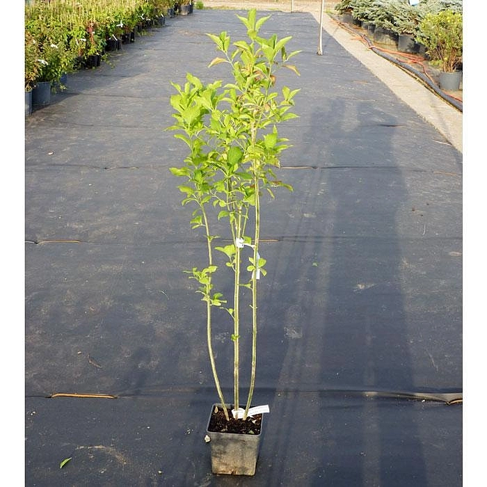 Бересклет европейский