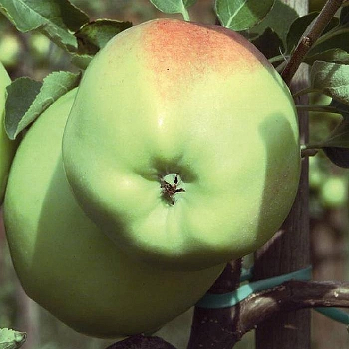 Яблоня домашняя 'Мартовское'