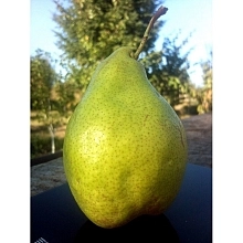 Груша 'Ноябрьская'