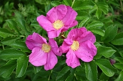 Роза ругоза 'Рубра' (розовый)