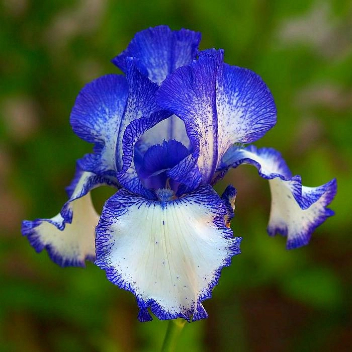 Ирис садовый (гибридный) (Iris hybrida)