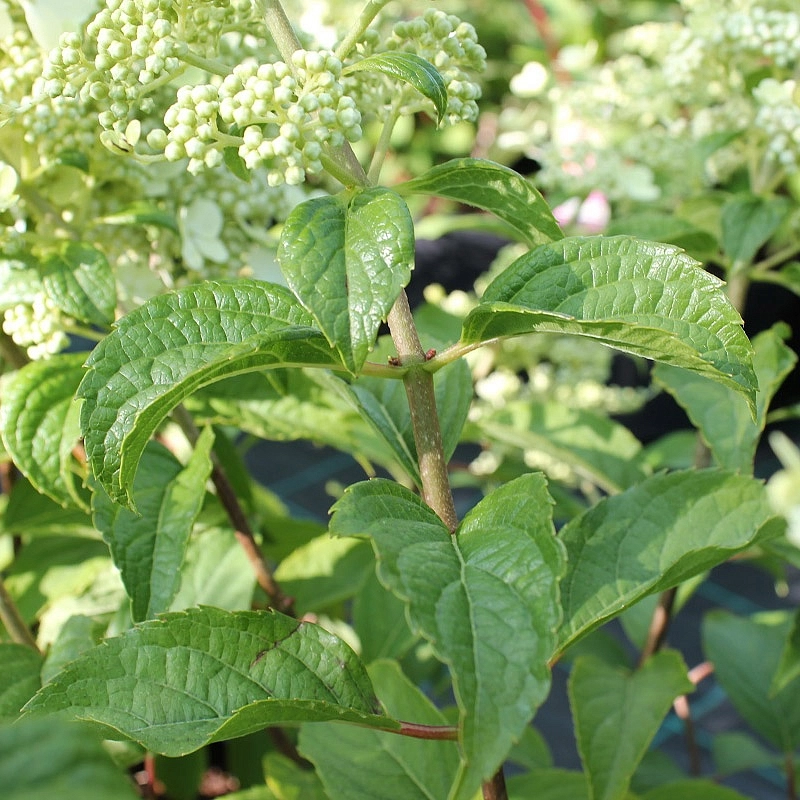 Гортензия метельчатая 'Брюсель Ласе'