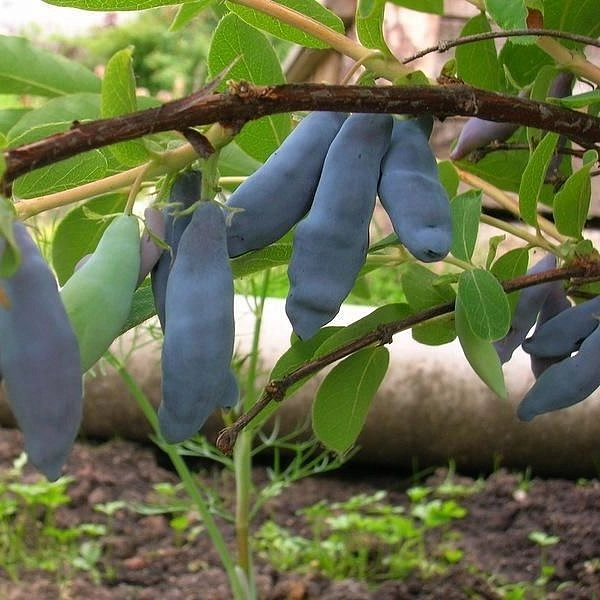 Жимолость съедобная 'Ленинградский великан'