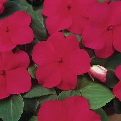 Бальзамин Уоллера 'Экспо Руби' (темно-красный)