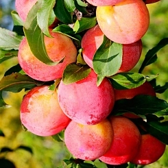 Слива 'Неженка'