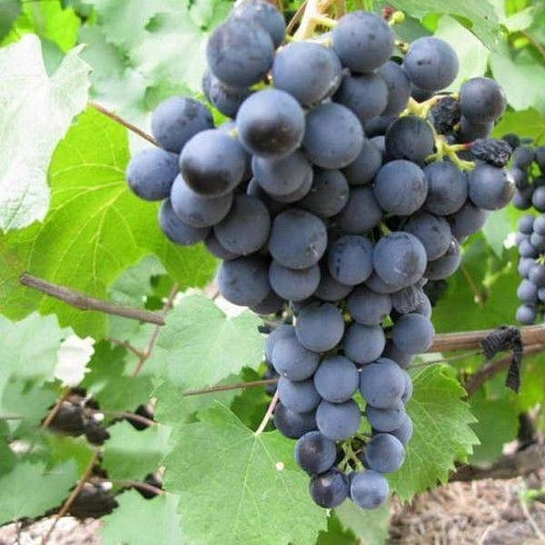 Виноград 'Плечистик'