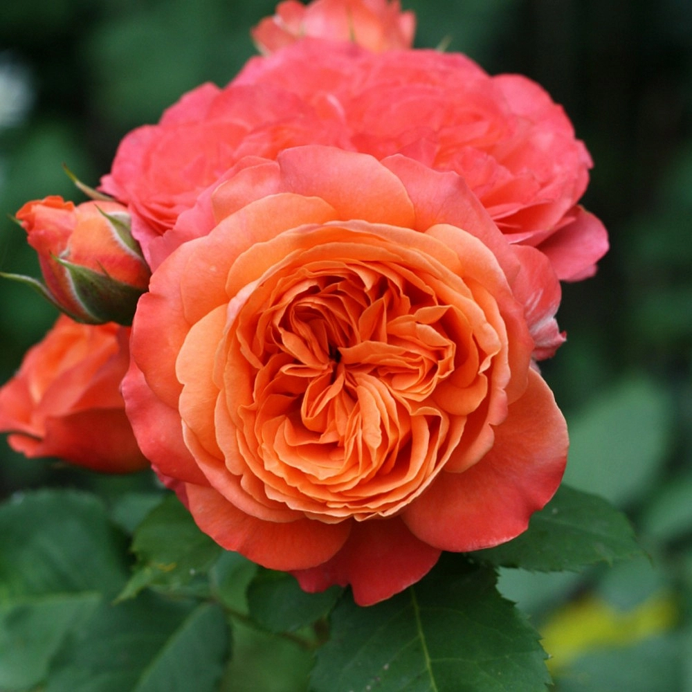 Роза 'Эмильен Гийо' (шраб) (оранжевая)