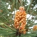 Сосна гельдрейха (Pinus leucodermis)
