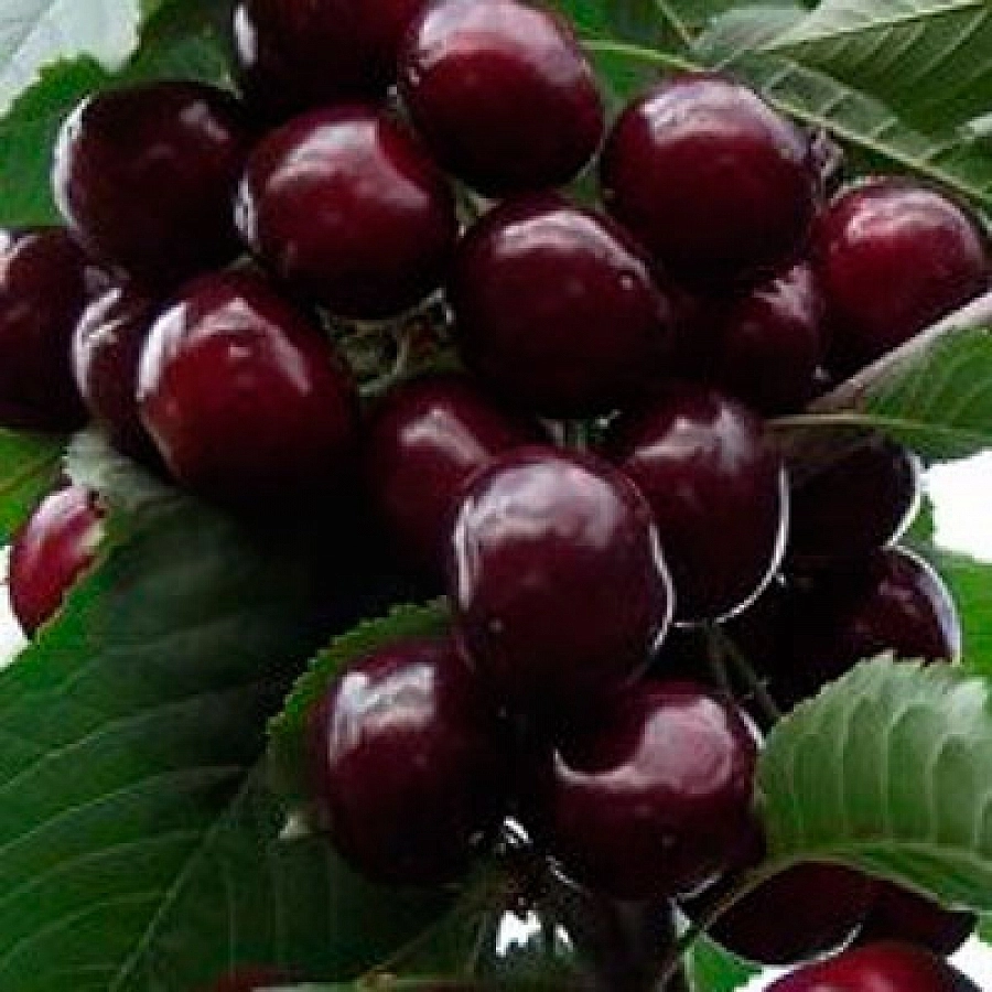 Вишня обыкновенная 'Чёрный принц'