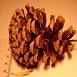 Сосна гельдрейха (Pinus leucodermis)