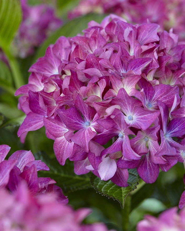 Гортензия крупнолистная 'Лавели'