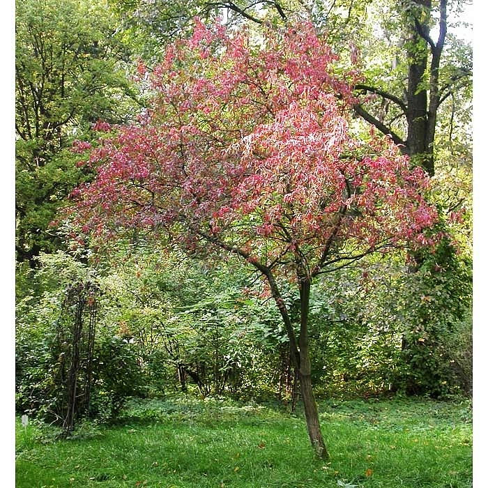 Бересклет европейский