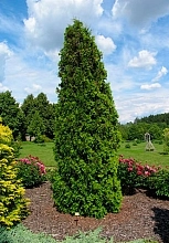 Туя западная 'Малоняна'