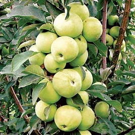 Яблоня Медок (колоновидная)