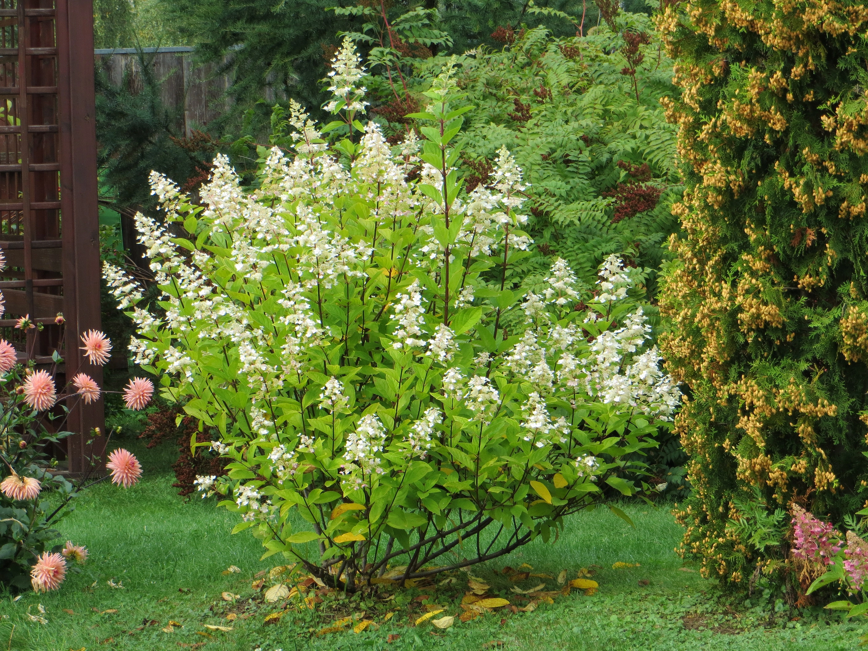 Гортензия метельчатая 'Тардива'