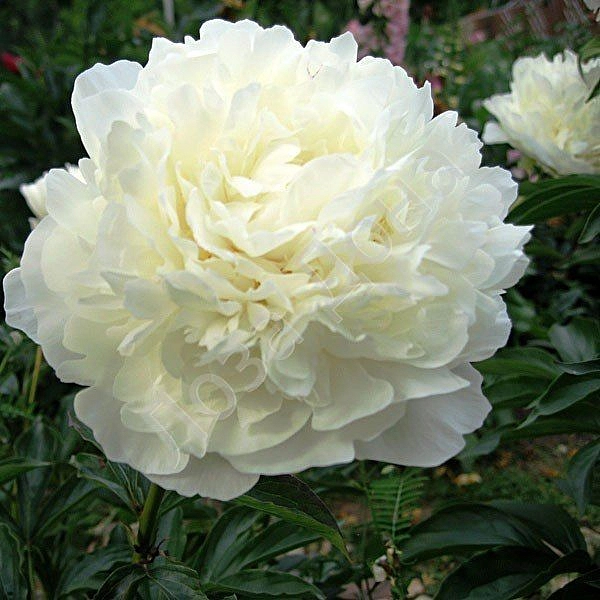 Пион молочноцветковый 'Мари Лемуан' (белый)