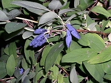 Жимолость съедобная 'Голубое веретено'