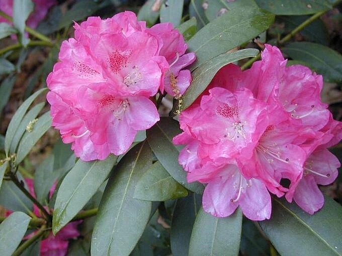 Рододендрон якушиманский 'Анушка' (лилово-розовый)