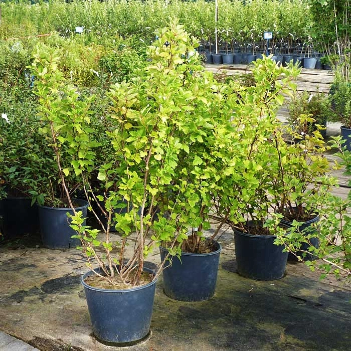 Пузыреплодник калинолистный 'Лютеус'