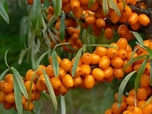 Облепиха 'Трофимовская'