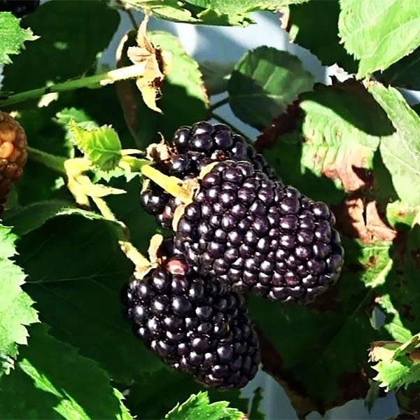 Ежевика Прайм ЯН