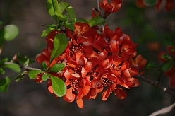 Айва японская 'Сарженти'