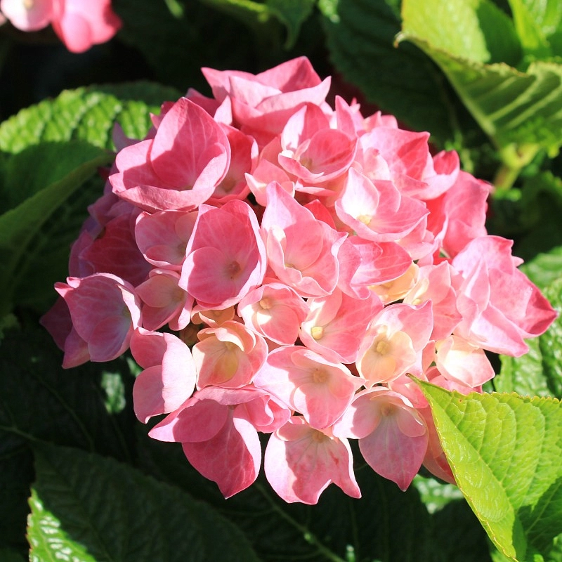 Гортензия крупнолистная 'Дива Фиоре' 