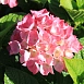 Гортензия крупнолистная 'Дива Фиоре' 
