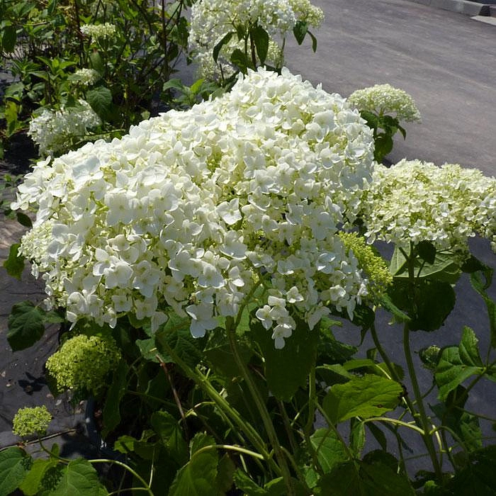 Гортензия древовидная 