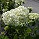 Гортензия древовидная 
