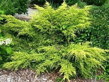 Можжевельник китайский 'Голдферн'