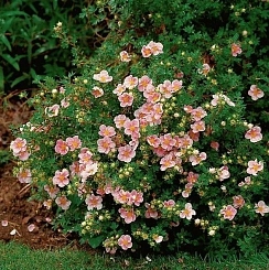 Лапчатка кустарниковая 'Гламур Герл'