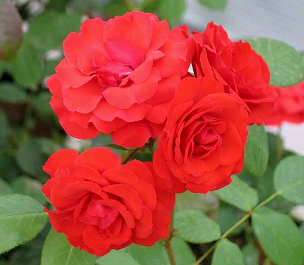 Роза Аллотрия (Allotria)
