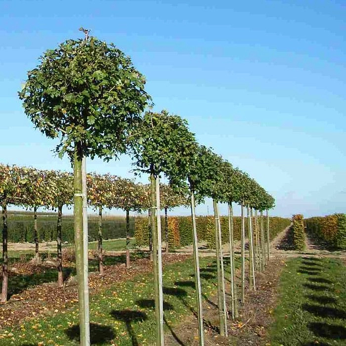 Боярышник средний 'Паульс Скарлет'